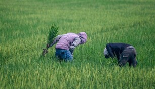 Arroceros esperan nuevas reglas tras derogaci&oacute;n de aranceles al arroz