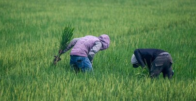Arroceros esperan nuevas reglas tras derogaci&oacute;n de aranceles al arroz