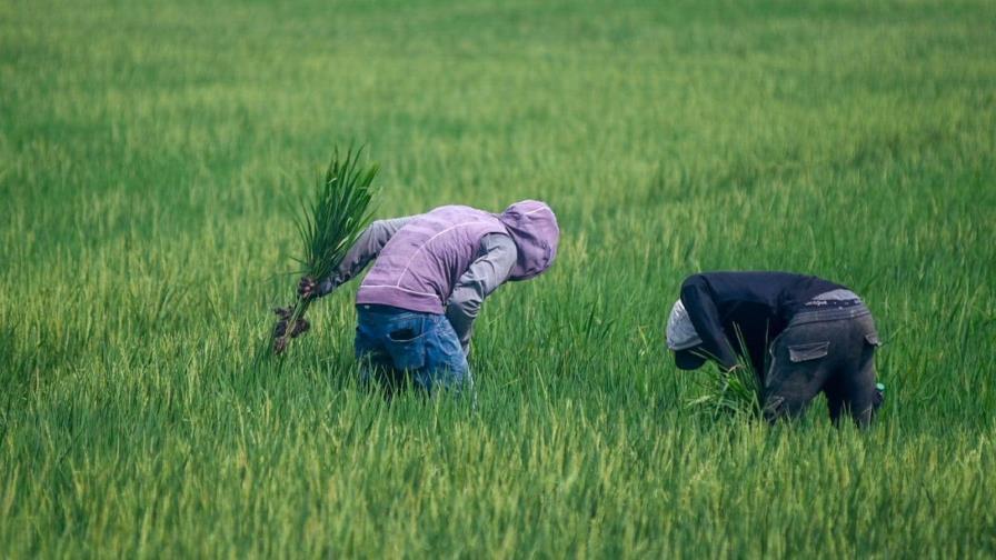 Arroceros aplauden decisión del presidente Abinader para proteger la producción local del cereal