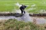 Productores de arroz de Montecristi piden la intervención del Gobierno dominicano