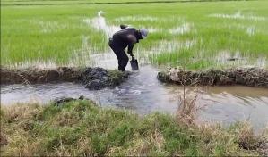 Productores de arroz de Montecristi piden la intervención del Gobierno dominicano Productores de arroz de Montecristi piden la intervención del Gobierno dominicano