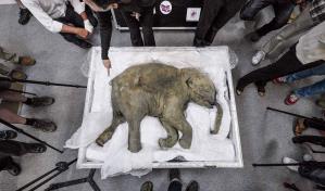 Universidad rusa presenta hallazgo de cría de mamut en buen estado de conservación Universidad rusa presenta hallazgo de cría de mamut en buen estado de conservación