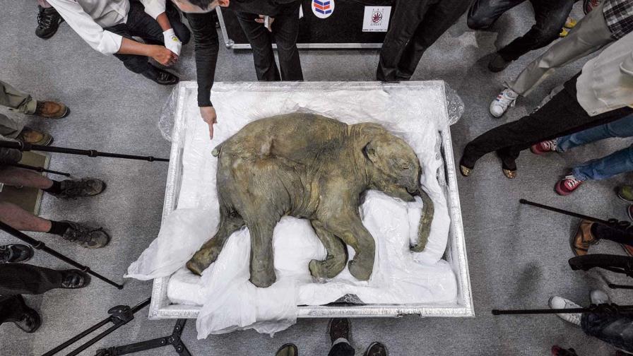 Universidad rusa presenta hallazgo de cría de mamut en buen estado de conservación Universidad rusa presenta hallazgo de cría de mamut en buen estado de conservación