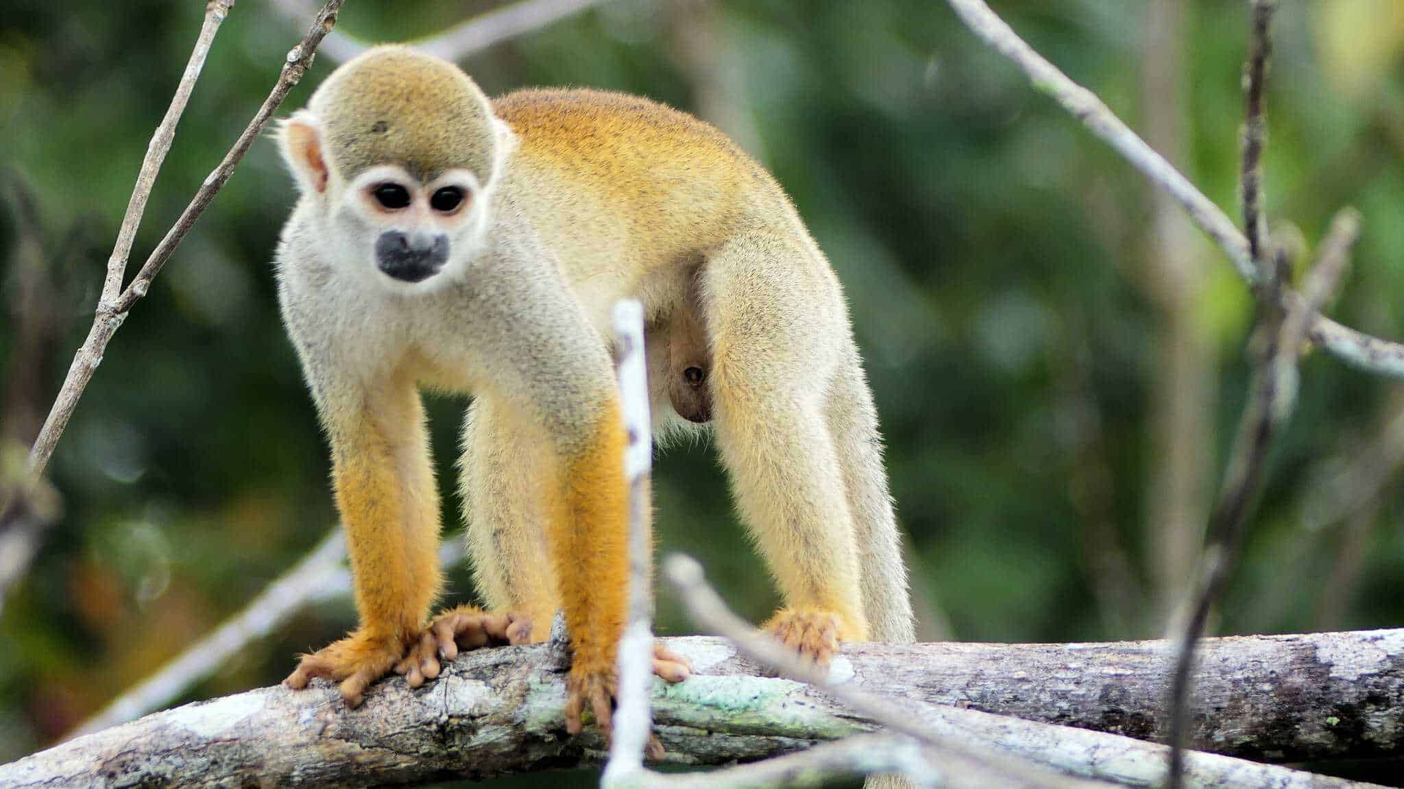 El mono ardilla (Saimiri sciureus) es un primate neotropical. 