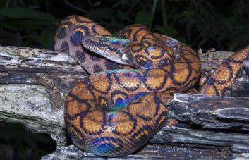 De boas a monos ardillas: recuento de especies exóticas incautadas en RD en cuatro años