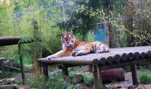 Fallecen veinte felinos por gripe aviar en un santuario animal en el estado de Washington