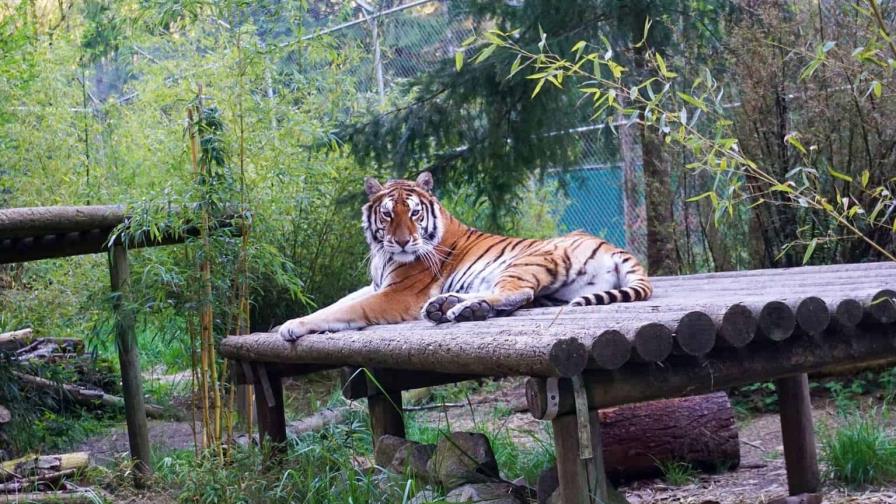 Fallecen veinte felinos por gripe aviar en un santuario animal en el estado de Washington