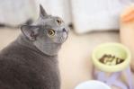 Un gato doméstico en EE.UU. muere tras ingerir comida contaminada con gripe aviar
