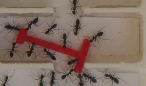 Las hormigas superan a los humanos resolviendo problemas en grupo
