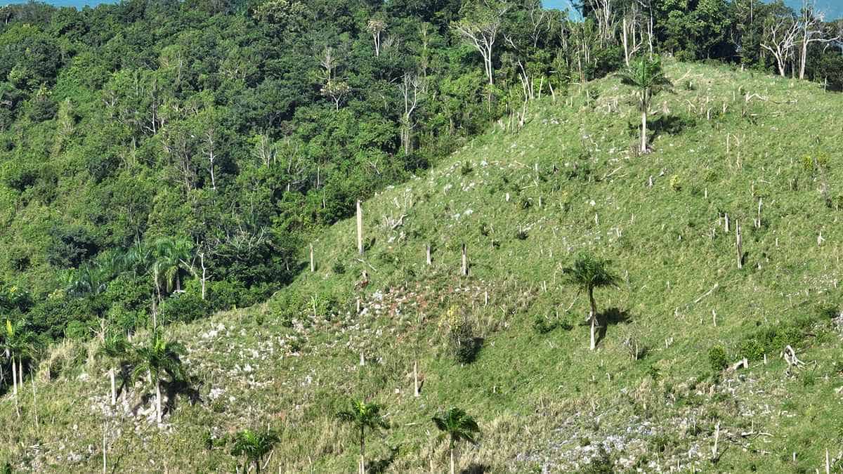Deforestación reciente en la zona núcleo dentro del parque.