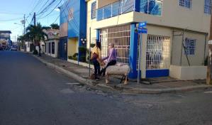 El muñeco del año viejo, ¿a punto de desaparecer en Cotuí?
