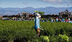 Trump quiere hacer algo para que empleados migrantes en agricultura y hoteles se queden en EE. UU. Trump quiere hacer algo para que empleados migrantes en agricultura y hoteles se queden en EE. UU.