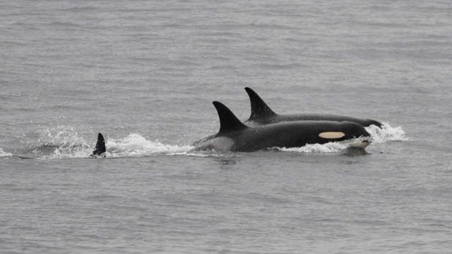 Una orca que llevó a su cría muerta durante semanas en 2018 lo hace de nuevo