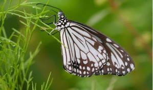 Una mariposa exótica vuela 3,000 kilómetros de Japón a Hong Kong Una mariposa exótica vuela 3,000 kilómetros de Japón a Hong Kong