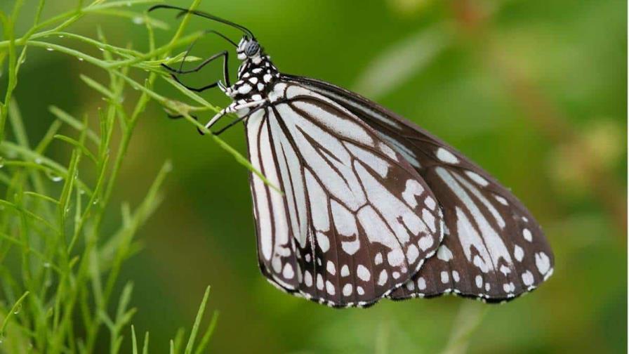 Una mariposa exótica vuela 3,000 kilómetros de Japón a Hong Kong