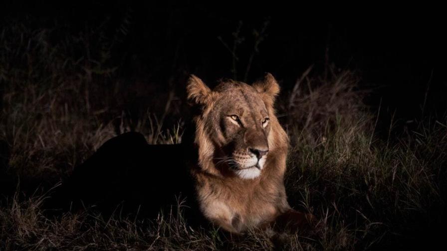 Un niño sobrevive durante cinco días entre leones en un parque de Zimbabue