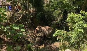 La Policía investiga la muerte de la turista española atacada por un elefante en Tailandia