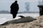 Ecologistas rusos hallan 45 delfines muertos en mar Negro en febrero y marzo tras vertido Ecologistas rusos hallan 45 delfines muertos en mar Negro en febrero y marzo tras vertido