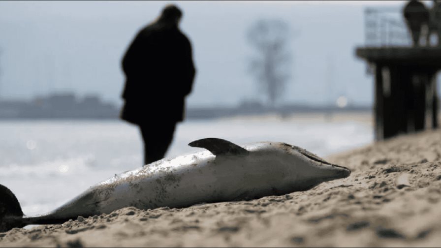 Más de 30 delfines mueren por el derrame de crudo en el mar Negro