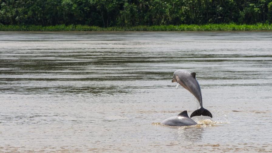 WWF y UICN impulsan conservación del jaguar y el delfín de río en el Amazonas de Ecuador