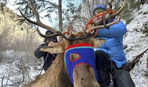 Rescatan a ciervo que se enredó en una cuerda en ruta de escalada en hielo de Colorado