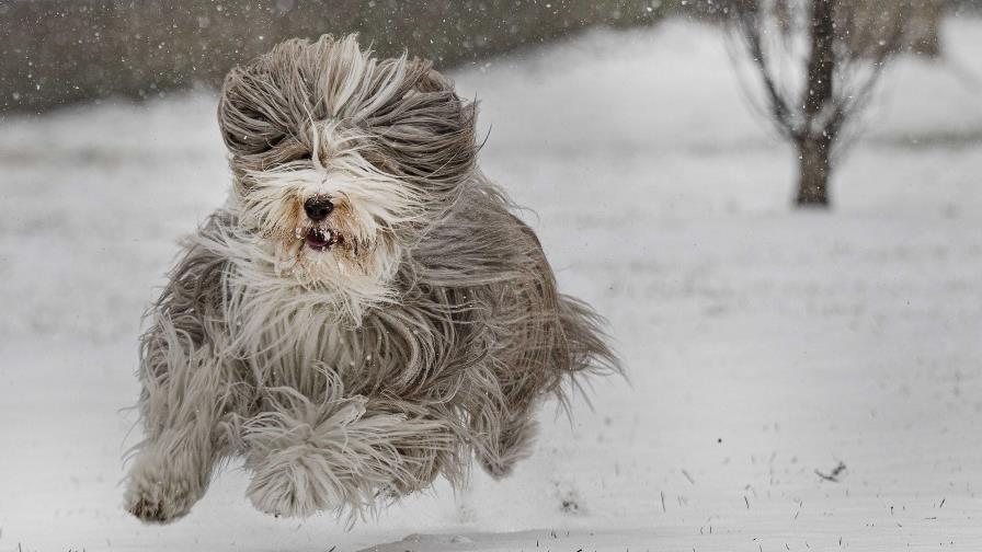 Sur de EE.UU. tirita bajo amenaza de nueva tormenta con nieve para Texas, Oklahoma y Arkansas