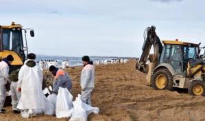 Hallan primeros delfines muertos en Crimea debido al vertido de petróleo