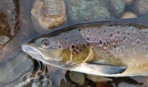 Una cuarta parte de la fauna de agua dulce amenazada de desaparición, según estudio