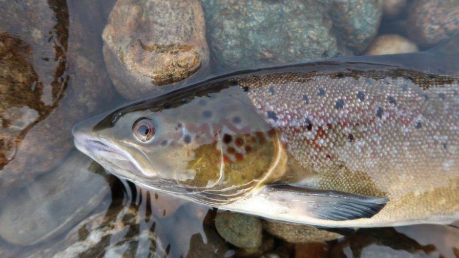 Una cuarta parte de la fauna de agua dulce amenazada de desaparición, según estudio