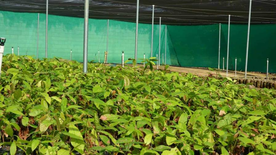 FEDA inaugura vivero que  producirá 120,000 plántulas de cacao al año