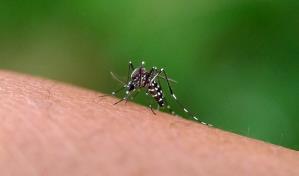 Factores climáticos: clave detrás de baja incidencia del dengue en RD