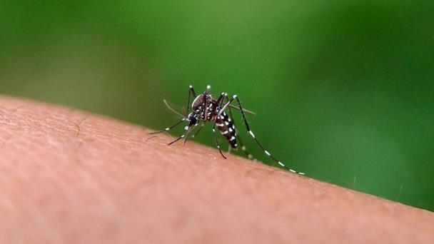 Factores climáticos: clave detrás de baja incidencia del dengue en RD