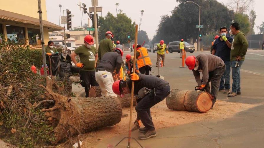 Jornaleros indocumentados se unen para remover árboles y escombros en Los Ángeles