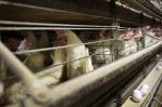 Detectan un brote de gripe aviar en una finca de gallinas en Puerto Rico Detectan un brote de gripe aviar en una finca de gallinas en Puerto Rico