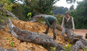 Un estudio revela la adaptación humana a la selva tropical hace más de 40,000 años