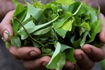 Presidente de Bolivia anuncia más industrialización para el uso legal de la hoja de coca