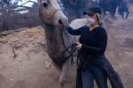 Caballos, cerdos y cacatúas: los refugios animales de Los Ángeles llenos por los incendios