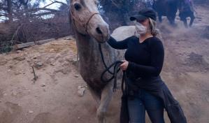 Caballos, cerdos y cacatúas: los refugios animales de Los Ángeles llenos por los incendios
