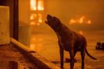Cientos de animales vulnerables por los incendios de Los Ángeles Cientos de animales vulnerables por los incendios de Los Ángeles