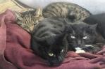 Hombre de California dice que sus gatos murieron tras beber leche cruda retirada por gripe aviar Hombre de California dice que sus gatos murieron tras beber leche cruda retirada por gripe aviar