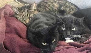 Hombre de California dice que sus gatos murieron tras beber leche cruda retirada por gripe aviar