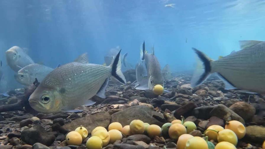 A más variedad de arboles, más peces en los bosques inundados de la Amazonía