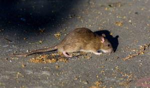 Las ratas anticipan la ubicación de posibles amenazas ya conocidas