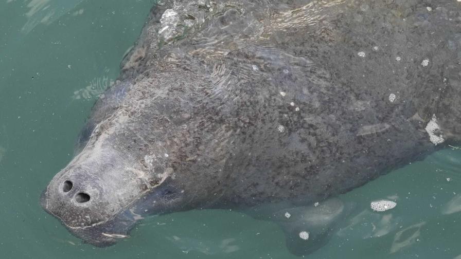 Manatíes acuden a aguas cálidas junto a plantas eléctricas en una ola de frío en Florida