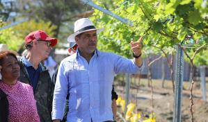 La República Dominicana se prepara para exportar uvas de mesa por primera vez