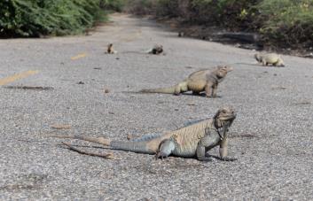 Investigador encuentra parásitos en iguanas de Peravia que amenazan su existencia