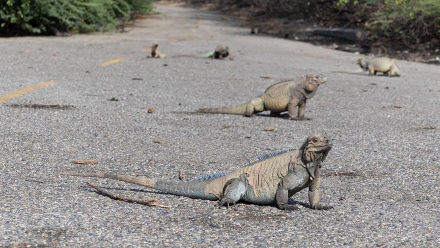 Investigador encuentra parásitos en iguanas de Peravia que amenazan su existencia