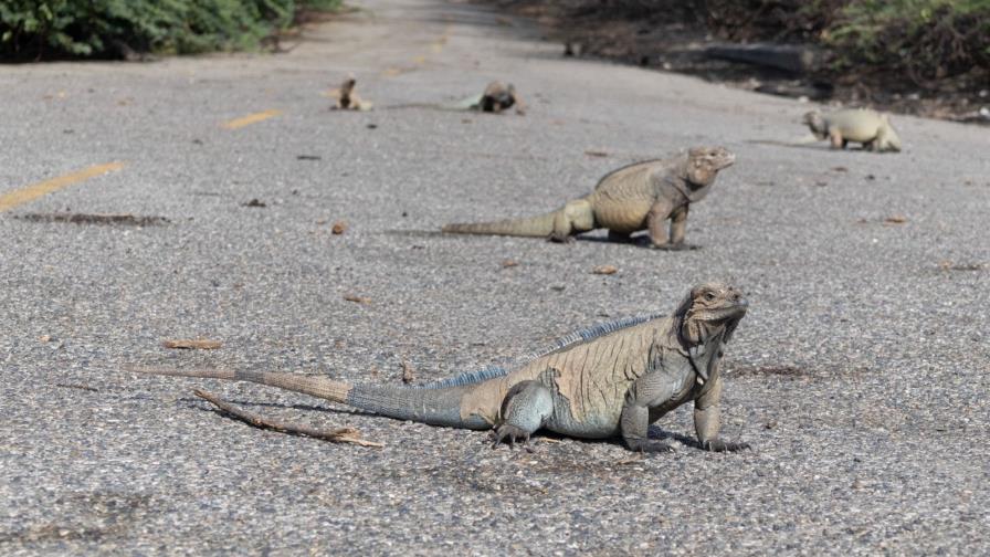 Medio Ambiente garantiza protección a las iguanas rinoceronte del contacto humano