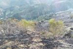 Más incendios forestales en 2024, pero menos áreas afectadas