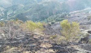 Más incendios forestales en 2024, pero menos áreas afectadas